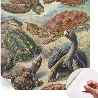 Produktbild von Selbstklebende Wandtapete - Dekorative Tapete für Wohnzimmer - Klebefolie für Wandbilder - Tapetenfolie für Wanddekoration - 250x250 cm - Schildkrötenfauna