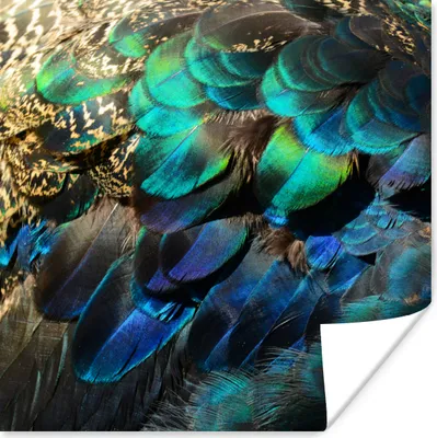 Produktbild von MuchoWow® Poster Federn - Pfauenfedern - Pfau - Blau - Kunst 75x75 cm - Wand Dekoration