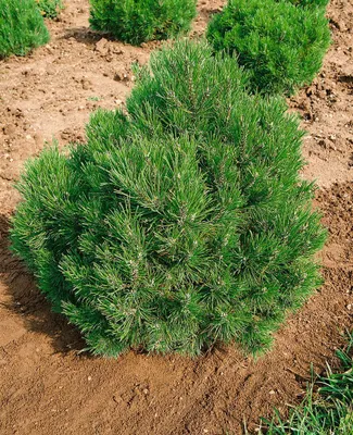 Produktbild von Pinus mugo 'Allgäu', Bergkiefer, kompakt, 20–25 cm