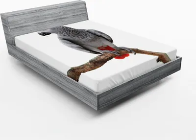 Produktbild von ABAKUHAUS Grau Spannbetttuch, Afrikanischer Papageien-Vogel Psittacus Erithacus, der auf einem Zweig-tropischen Natur-wild lebenden Tieren steht, 90 x 200 cm, Mehrfarbig