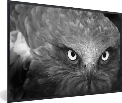 Produktbild von MuchoWow® MuchoWow® Gerahmtes Poster Adler - Schwarz - Weiß 90x60 cm - Poster mit zchwarzem Bilderrahmen - Fotorahmen - Foto-Plakat