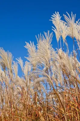 Produktbild von Chinaschilf Miscanthus - min. 20 Samen