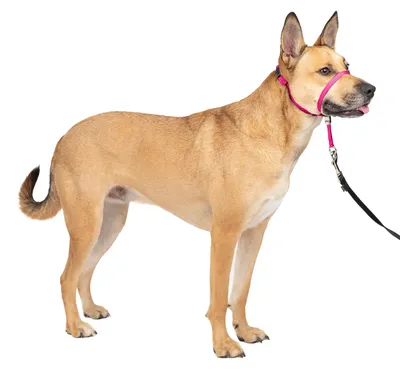 Productafbeelding van PetSafe Zachte Trainingshalsband met trainings-DVD