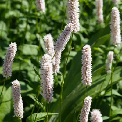Produktbild von Persicaria bistorta Superba 6 Pflanzen Ø9cm Höhe10-25cm Rosa Blütenstaude Deko