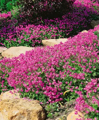 Zdjęcie produktu dla Geranium x cantabrigiense 'Cambridge', żurawka, doniczka ok. 9x9 cm