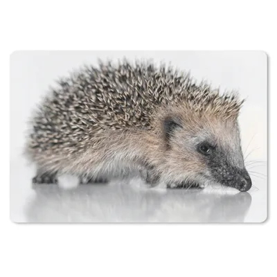 Produktbild von MuchoWow® Mauspad Mousepad Igel auf weißem Hintergrund 27x18 cm - Mousepads - Maus Mat - Pad - Mausunterlage - Büroartikel - Desk Matten