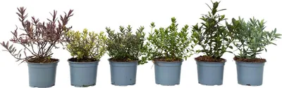 Image de Buisson de Véronique - Set de 6 - Hebe pinguifolia - Hauteur 15-20cm - ⌀10,5cm