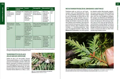 Image de Waldtracht von Fichte und Tanne