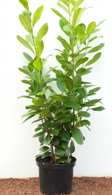 Produktbild von Prunus laurocerasus 'Novita', Kirschlorbeer, immergrün, 80–100 cm