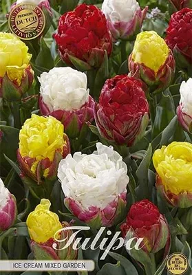 Artikelbild 2 von 'Tulpe Ice Cream Garden (5 Stück)' aus der Kategorie Gefüllte Tulpen