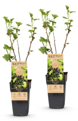 Produktbild von Green boutiQ - Obstpflanze - Ribes nigrum Titania - Beerenpflanze - Winterhart - Schwarze Johannisbeere - 2 Pflanzen - Topf 15cm - Höhe 50cm