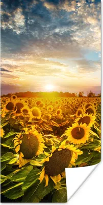 Produktbild von MuchoWow® Poster Blumen - Sonnenblume - Himmel 80x160 cm - Kinderzimmer