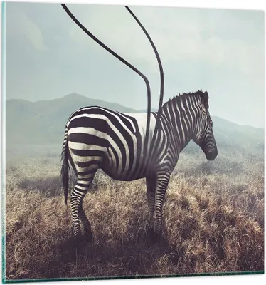 Produktbild von Bilder auf glas - Zebra Tier Wiese - 60x60cm - Glasbilder - Wandbilder - Kunstdruck - zum Aufhängen bereit - Wanddekoration aus Glas - Glas Bilder - Wandbild auf Glas - Einteilig - GAC60x60-3959