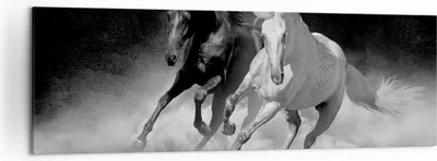 Produktbild von Bild auf Leinwand - Leinwandbild - Einteilig - Andalusier Pferde Galopp - 160x50cm - Wand Bild - Wanddeko - Wandbilder - Leinwanddruck - Bilder - Wanddekoration - Leinwand bilder - AB160x50-4240