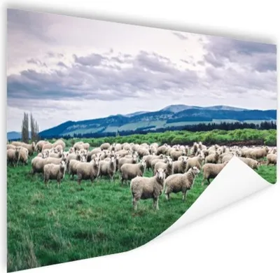 Produktbild von MuchoWow® Poster Schafe - Natur - Gras 180x120 cm - Fotoplakat