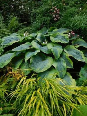 Produktbild von Funkie Frances Williams – Hosta im 1L Topf | Schattenstaude mit dekorativem, großem Blattwerk für Garten & Beet
