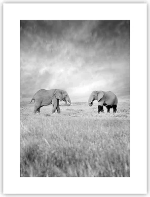 Produktbild von Poster - Poster ohne Rahmen - Elefanten Schwarzweiß Safari - 30x40 cm - Wand Bild - Wanddeko - Wandbilder - Kunstposter - Wandposter - Bilder - Kunstdruck - Wanddekoration - Wandbild - P2XPA30x40-4186