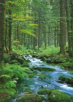 Immagine prodotto di Paesaggi - Poster - Insenatura della foresta + 1 poster in formato 61x91,5 cm