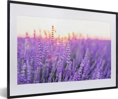 Produktbild von MuchoWow® Gerahmtes Poster Lavendel - Nahaufnahme - Lila - Blumen 60x40 cm - Poster mit Schwarzem Bilderrahmen Wandposter Rahmen Foto Bilder - Schlafzimmer - Plakat in Rahmen - Drucken