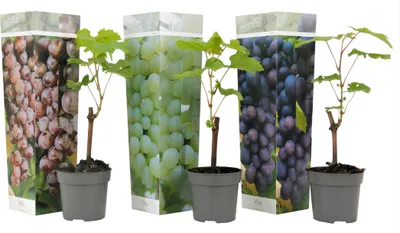 Produktbild von Vinič hroznorodý - 3 ks. - Vitis vinifera - Výška 25-40cm - ⌀9cm