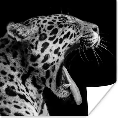 Produktbild von MuchoWow® Poster Jaguar - Tier - Schwarz - Weiß 30x30 cm - Wandposter - Printing