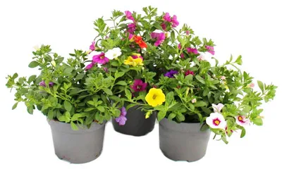 Produktbild von Zauberglocken – Mini-Hängepetunie – Calibrachoa – 12-cm-Topf – 3er-Set – bunt (mehrfarbig)