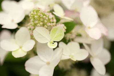 Produktbild von Hydrangea paniculata 'Magical Fire', Rispenhortensie, rot-weiß, 40–60 cm