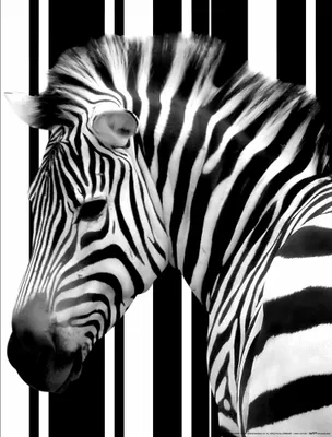 Obrázek produktu pro Zebry Art Print Picture - Čárový kód Zebra (50 x 40 cm)