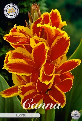 Artikelbild 2 von 'Canna Lucifer (1 Stück)' aus der Kategorie Blumenrohrzwiebeln / Canna