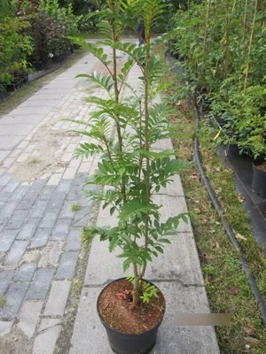 Produktbild von Sorbus Joseph Rock - Bernstein-Eberesche Joseph Rock