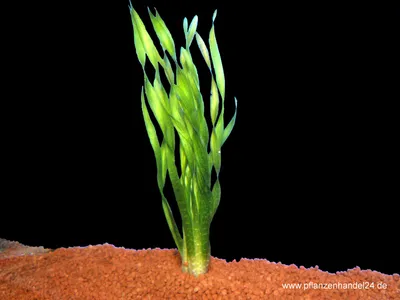 Produktbild von 3 Bunde Vallisneria asiatica, gr. Schraubenvalli.