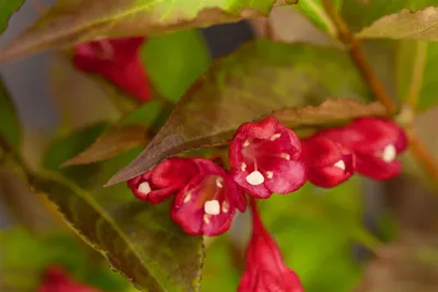 Produktbild von Weigela 'All Summer Red', Weigelie, rot, 30–40 cm