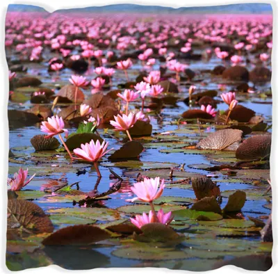 Produktbild von Wallario Premium Kissen, weiche Oberfläche, mit Motiv Seerosenlandschaft mit rosa Blüten, Größe: 30 x 30 cm, mit weißer Rückseite