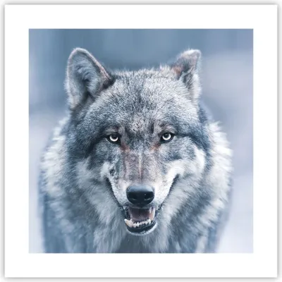 Produktbild von Poster - Poster ohne Rahmen - Wolf Raubtier Wildheit - 40x40 cm - Wand Bild - Wanddeko - Wandbilder - Kunstposter - Wandposter - Bilder - Kunstdruck - Wanddekoration - Wandbild - P2XAC40x40-5073