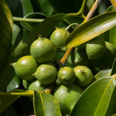 Produktbild von Baniti (Garcinia dulcis) - 1 gekeimter Samen