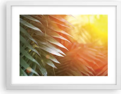 Produktbild von Gerahmtes Poster - Weißer Rahmen - Exotisch Blätter Dämmerung - 40x30 cm - Wand Bild - Wanddeko - Wandbilder - Kunstposter - Wandposter - Bilderrahmen - Bilder - Kunstdruck - P2WAA40x30-4807