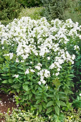 Produktbild von Phlox paniculata 'Danielle', Flammenblume, weiß, ca. 11x11 cm Topf