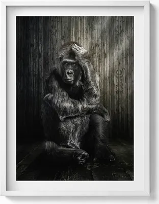 Produktbild von Affe hockt im Schatten– Wandbild mit Rahmen – Gerahmtes Bild  – Wanddekoration – 60x80 cm –  Weiß Rahmen