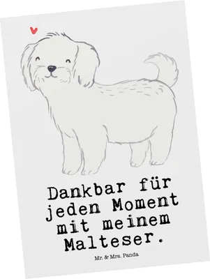 Produktbild von Mr. & Mrs. Panda Grußkarte Malteser Moment - Weiß - Geschenk, Postkarten, Ansichtskarte, Postkarte, Ansichtskarten, kunstkarte