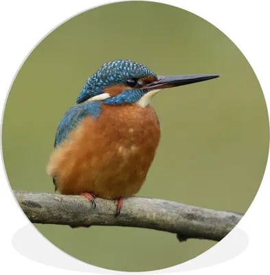 Produktbild von MuchoWow® Rundes Wandbild - Runde Bilder Eisvogel - Orange - Zweige Ø 30 cm Kreis Wanddekoration Kunststoff - Wandkreis - Wandschmuck - Schlafzimmer - Bilder - Der Kreis - Kunst für die Wohnung - Plastik - Kunstdruck - Wandbild