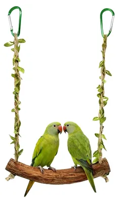 Image de Balançoire en bois naturel pour petits et moyens oiseaux
