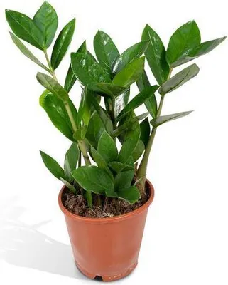 Obrázek produktu pro Glücksfeder Zamioculcas - nenárocná pokojová rostlina, výška 35cm, prumer 12cm