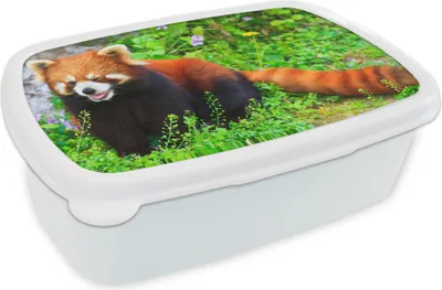 Produktbild von KitchenYeah® Lunchbox Brotzeit Brotdose 17x11 cm Roter Panda - Grün - Gras Kinder Brotzeitdose - Lunch Box - Kinder - Sandwich-Box - Schulbox - Lunch Boxen