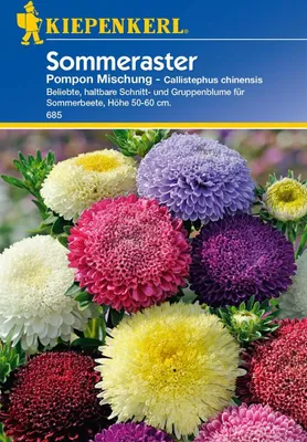 Produktbild von Sommeraster Pompon Mischung