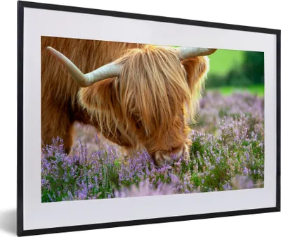 Produktbild von MuchoWow® Gerahmtes Poster Schottische Highlander - Gras - Heidekraut - Tiere 60x40 cm - Poster mit Schwarzem Bilderrahmen Wandposter Rahmen Foto Bilder - Schlafzimmer - Plakat in Rahmen - Drucken