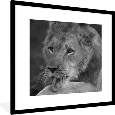 Produktbild von MuchoWow® Gerahmtes Poster Löwe - Wild - Schwarz 40x40 cm - Poster mit Schwarzem Bilderrahmen Wandposter Rahmen Foto Bilder - Poster - Plakat im Rahmen