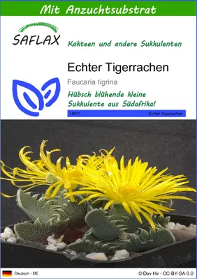 Produktbild von SAFLAX - Echter Tigerrachen - Faucaria tigrina - 40 Samen - Mit keimfreiem Anzuchtsubstrat
