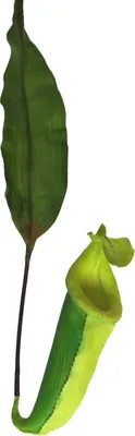 Produktbild von artplants.de Deko Kannenpflanze JIANUO mit Kanne, grün, 65 cm - Künstliche Fleischfressende Pflanze