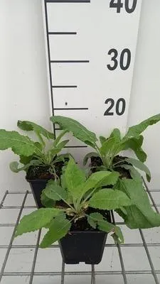 Productafbeelding van 6 x Salvia pratensis 'Sky Dance' - Wilde salie - pot Ø 9 cm