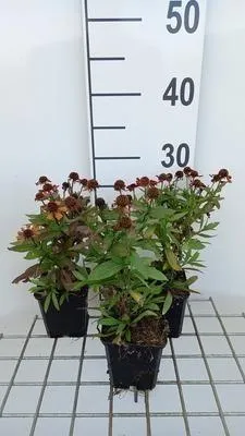 Produktbild von 6 x Helenium hybr. 'Red Jewel' - Sonnenbraut - Topf 9 x 9 cm